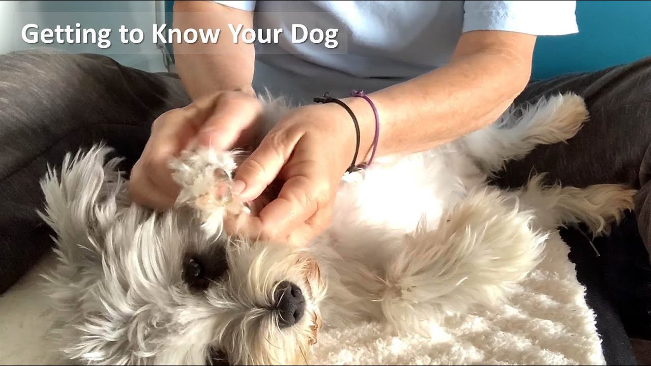 HOW TO PET YOUR DOG. Critical touch every day.
