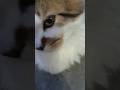 popipopipopopipo 🤫😍#cat  #youtubeshorts