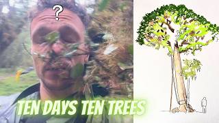 Climb and Draw Rare Tropical Oak: Ten Days Ten Trees