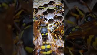 “Shocking “We Put a Camera on a Wasp. You Won’t Believe This!” #WaspPOV #InsectPOV #MicroCamera #ai