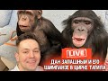 Live Дан Запашный и его шимпанзе в цирке Тагила
