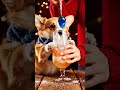 【Chef Puppy ChangAn】Drinking Citrus Soda in Winter #JucieRecipe #CatCookingFood #Shorts