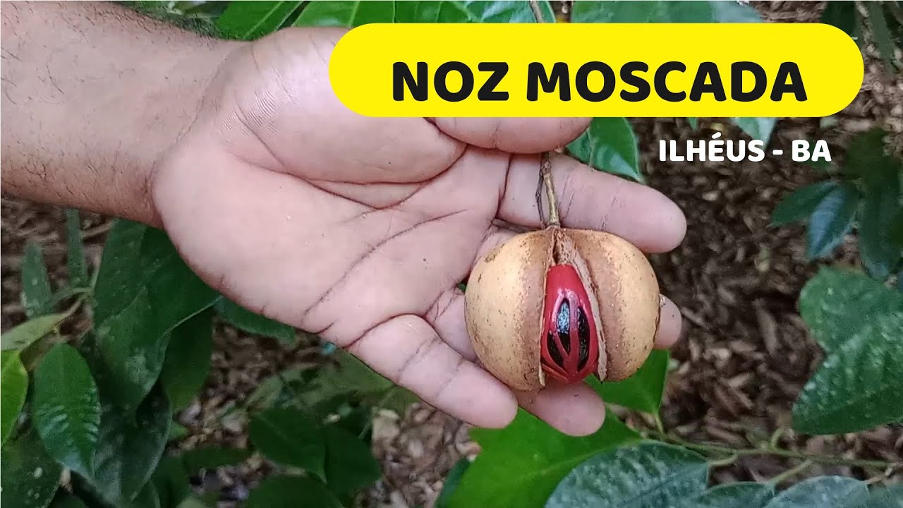NOZ MOSCADA.