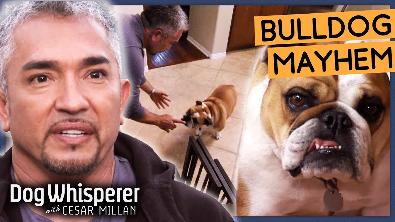 Hyperactive Bulldog Has No Boundaries! Season 8 Episode 3 Dog