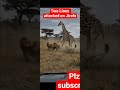 Two lions attacked on Jirafe how he safed himself #attack #jirafe #lions