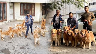 This Guy has 50+ Golden retrievers at his homeSunny Sekhon