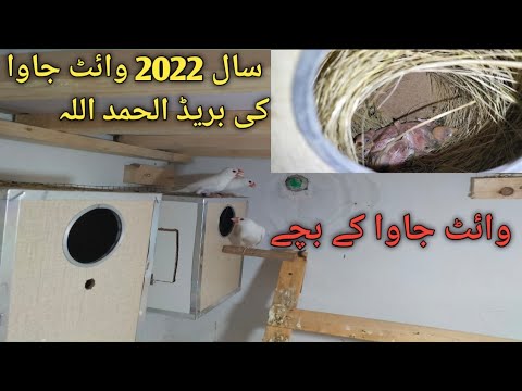 White Java Sparrows Breeding 2022