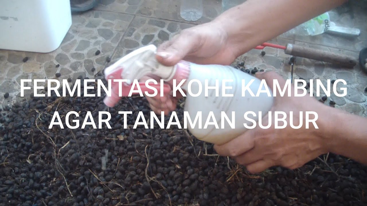 CARA FERMENTASI KOHE KAMBING LEBIH CEPAT, UNTUK KESUBURAN  