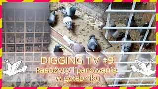 Gołębnik pasożyty i parowanie DIGGING TV [#️9]