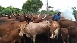 kaliba jihumbi mganga wa tiba asili. 0742124470.  0625796138