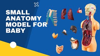Small Anatomy Model For Baby | Learn Your Organs | Human Body Organ Parts | Educational Toy For Kids Human Anatomy Model Small