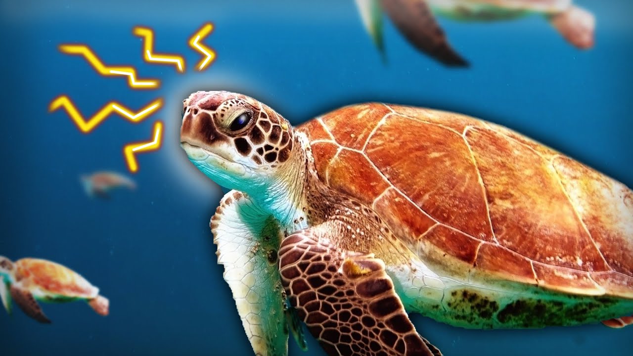 How Turtles Navigate Home to Nest - Random Theory EP. 94