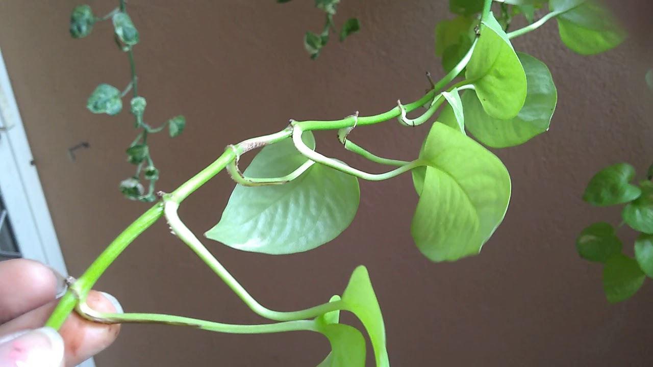 How to care trailing Money plants aka photos. YouTube