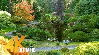 4K Autumn Foliage - Relaxing Video With Soothing Music - Beautiful Fall - Short Preview