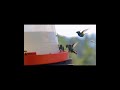 amezing fact #facts #amezingfacts #viral #viralvideo #ytshorts
