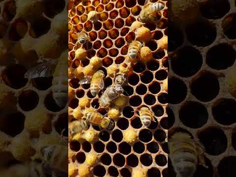 POV brood inspection with Cedar