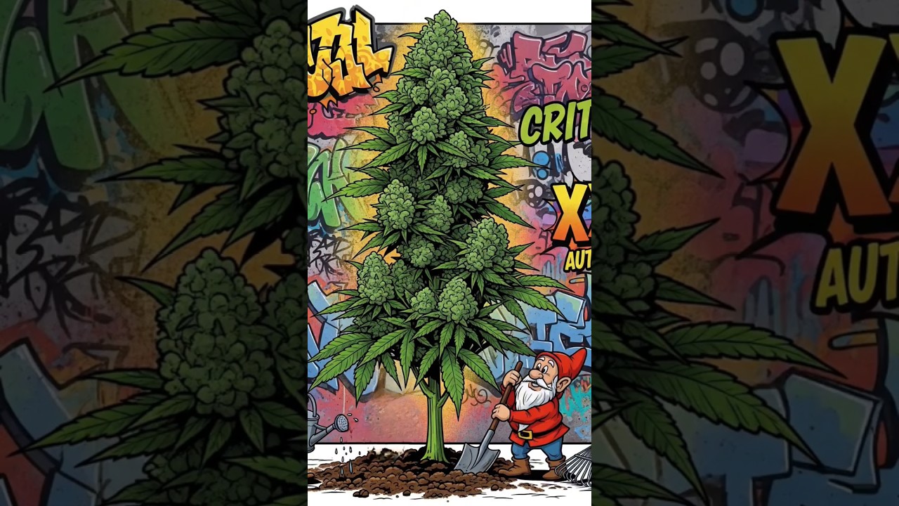 Day 39 Critical XXL Automatic 