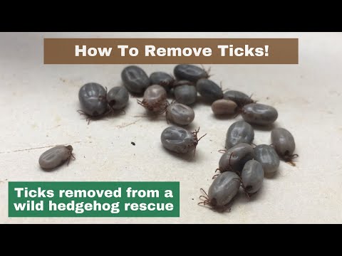 How To Remove Ticks - Loads of Nasty Ticks! - Hornbeam Wood Hedgehog Sanctuary
