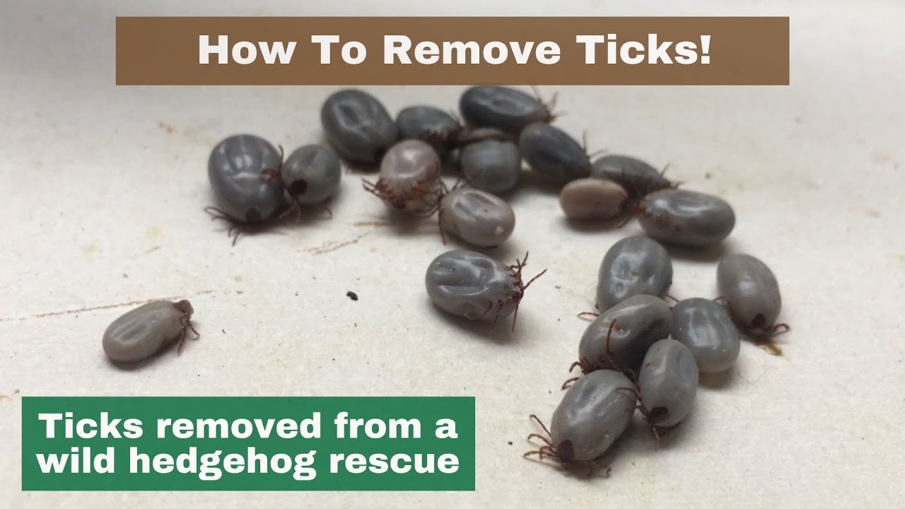How To Remove Ticks Loads of Nasty Ticks! Hornbeam Wood Hedgehog