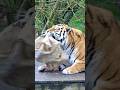 Ripping, Tugging, Growling: Just Another Lunch Break #tiger #wildlifeshorts #snackattack