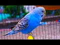 The Magic of Blue Budgies: Everything You Need to Know! 💙🦜#birds #budgies #birdlovers #youtube 