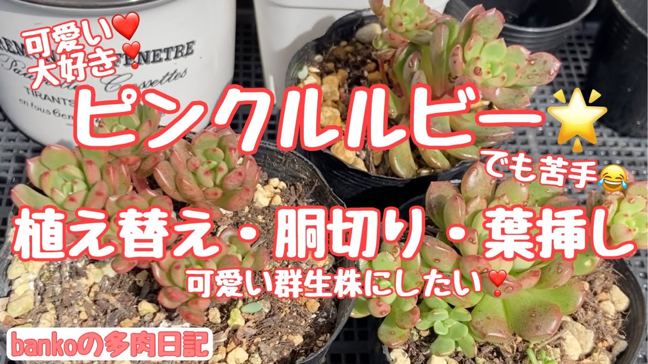 多肉日記#25】ピンクルルビーを可愛く育てたい❣️植え替え・胴切り