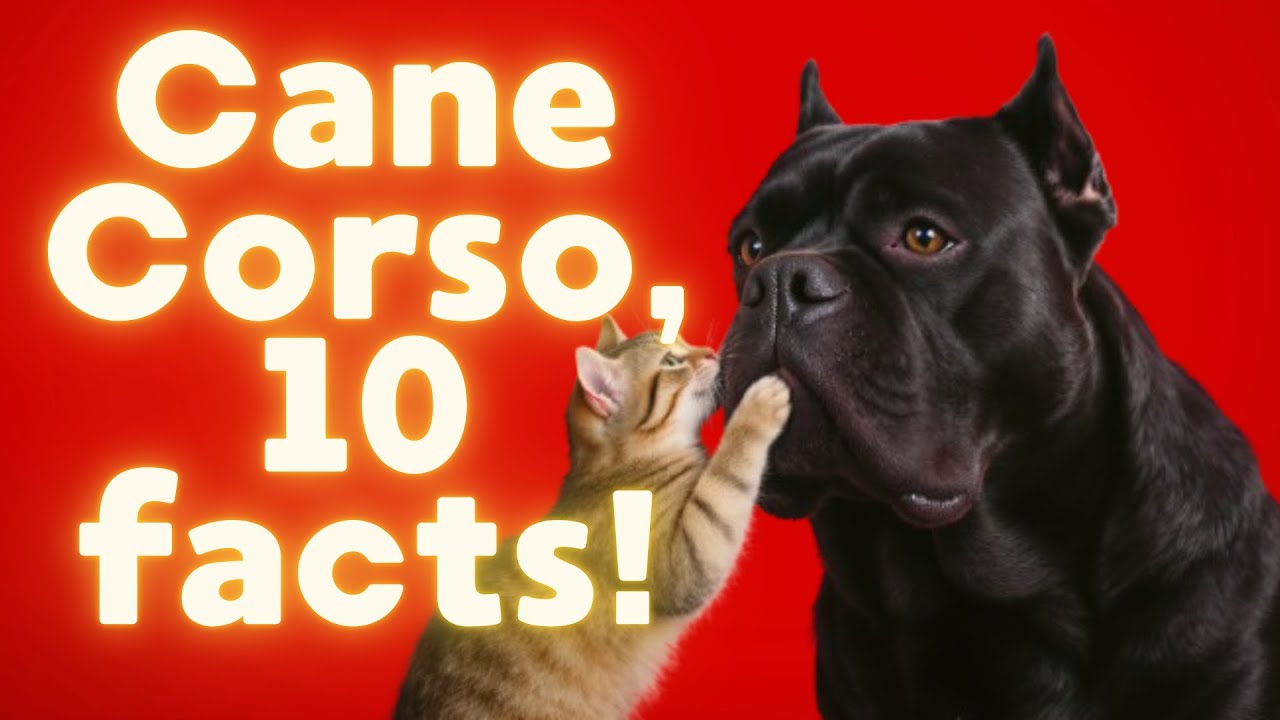 10 facts about Cane Corso! What is hidden in the most powerful breed in the World?