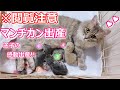 ※閲覧注意【感動♡猫の出産♡逆子を一生懸命に産んだマンチカンのタマちゃん♡】∼タマの日常Vol.23∼猫専門ブリーダー『ペット蔵人』動物チャンネル