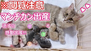 ※閲覧注意【感動♡猫の出産♡逆子を一生懸命に産んだマンチカンのタマちゃん♡】∼タマの日常Vol.23∼猫専門ブリーダー『ペット蔵人』動物チャンネル