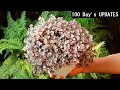 Pink lady plant care 101  best soil mix fertilizer light  water requirements