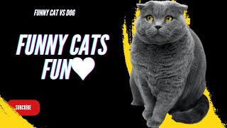 Funny cats videos 😂 2024