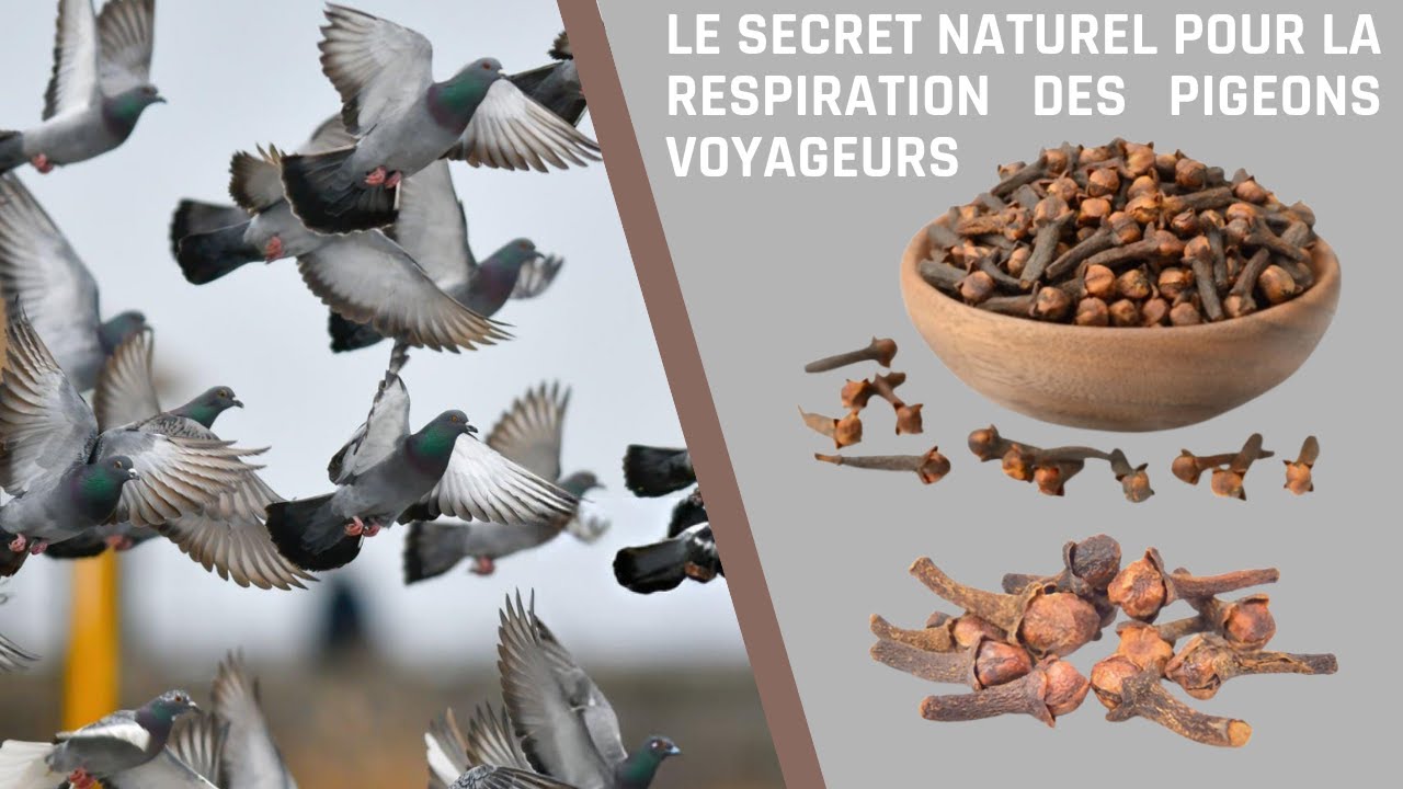 Природный секрет дыхания почтовых голубей