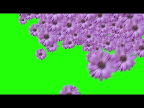 green screen flower transition effects