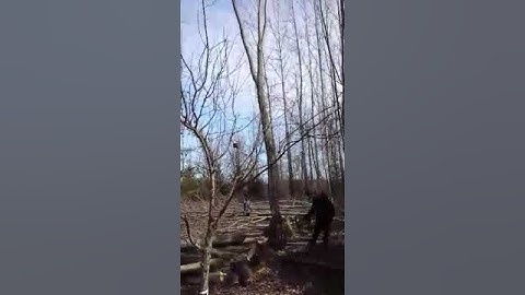 Falling Tree Almost Kills Redneck