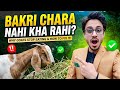 Bakri Chara Nahi Kha Rahi | Bakra Chara Dana Nahi Kha Raha | Why Goat Not Eating Food #goat