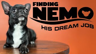 FINDING NEMO A SPECIAL HOME | Sweetie Pie Pets by Kelly Swift by Sweetie Pie Pets 614 views 1 month ago 2 minutes, 55 seconds
