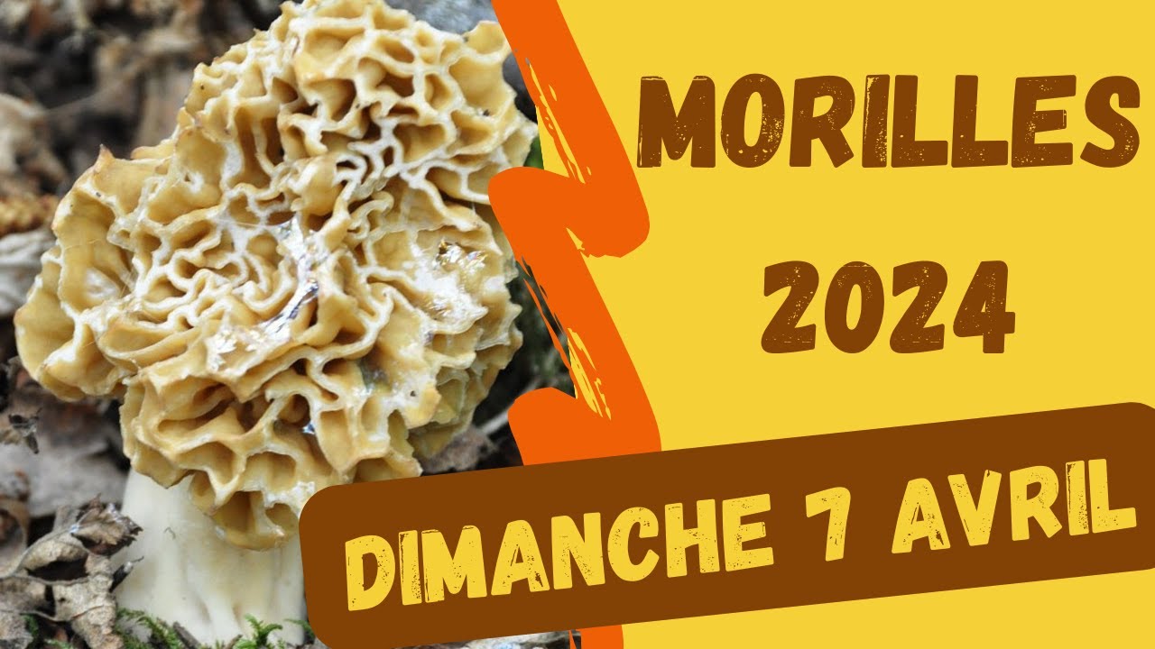 Week-end morilles (suite) : dimanche 7 avril 2024