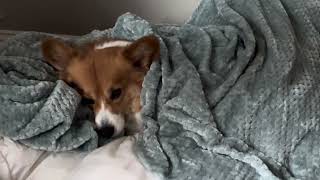 Corgi getting warm and snuggly