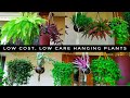 Long Lasting,Low Care Hanging Plants | Home garden | Indoor Plants(Malayalam)