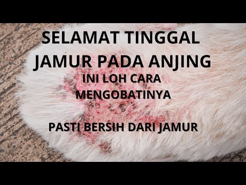 Cara Mengobati Jamur Pada Anjing dan Menecgah Terkena Jamur Kembali