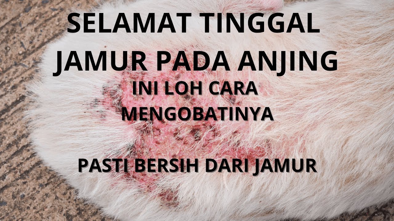 Cara Mengobati Jamur Pada Anjing dan Menecgah Terkena Jamur Kembali