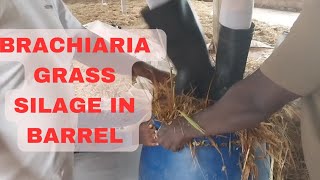 how to make silage #animals #farming #savannah #ghana #farming #africa #cattle #goat #sheep