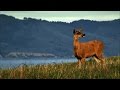 Wilderness Conservation and Wildlife Management