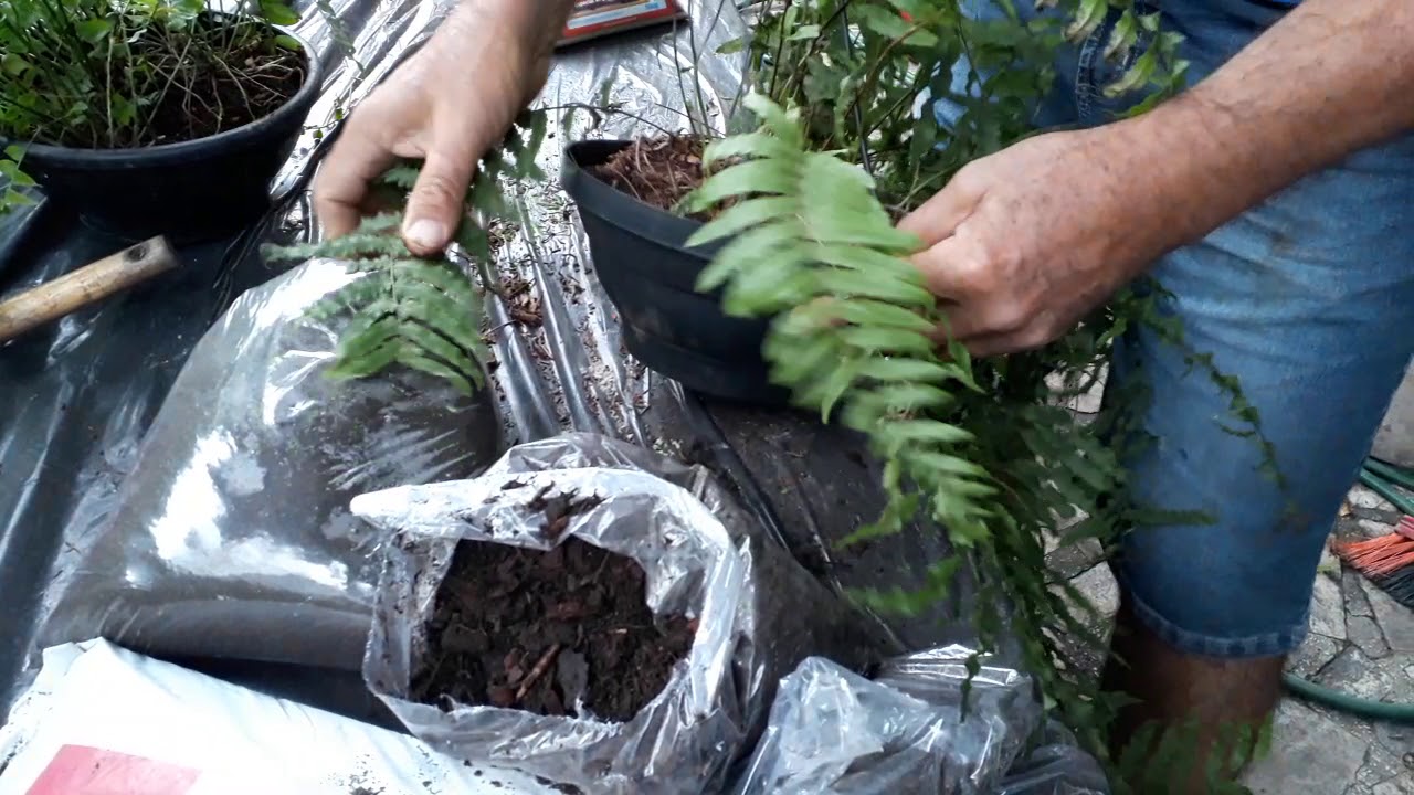 tratando samambaia chorona