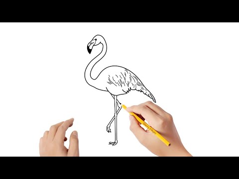 Video: Cómo Dibujar Una Mimosa