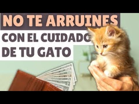 Video: 4 tareas simples que podrían ahorrarle miles en el veterinario