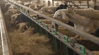 Les éleveurs aveyronnais face au manque crucial de fourrage avant l'hiver
