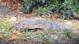 Monitor Lizard Kills Python In Epic Reptile Battle
