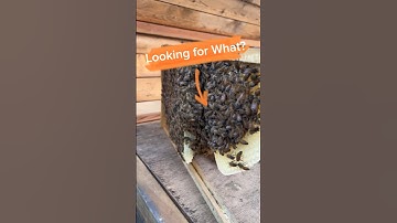 Beekeeping Tips: What to Look for When Checking on Your Bees