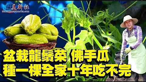 盆栽龍鬚菜，佛手瓜，種一棵全家十年吃不完！ - 天天要聞